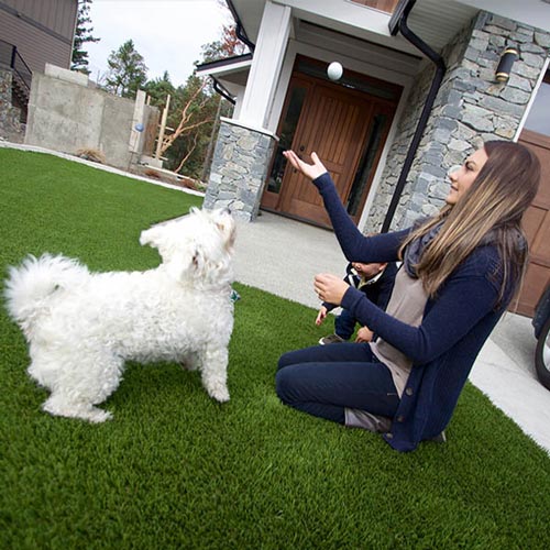image of Pet friendly artificial grass for your furry friends available at SYNLawn Honolulu