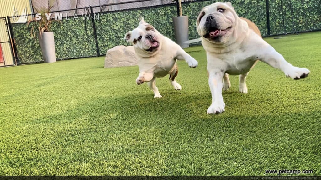 image of SYNLawn Honolulu HI pets camp dogs playing doggy day care facility