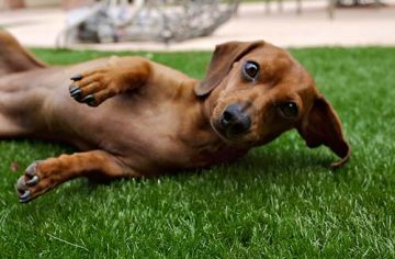 image of small dog on synlawn Honolulu artificial grass for pets